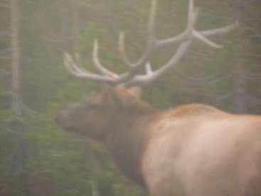 wyel-11-day1-10 Bull Elk in poor light.jpg (146508 bytes)